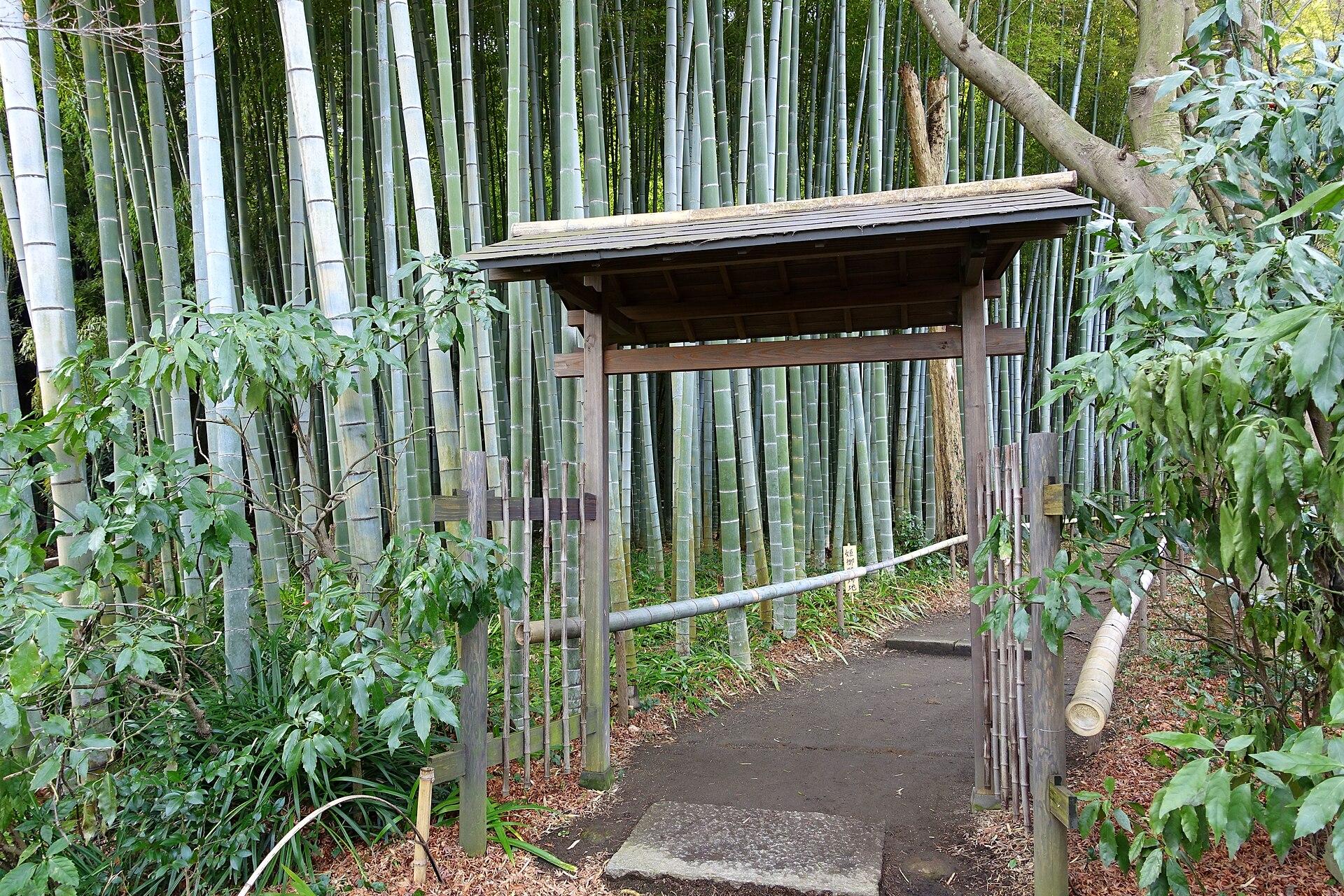 Bamboo Grove jigsaw puzzle preview