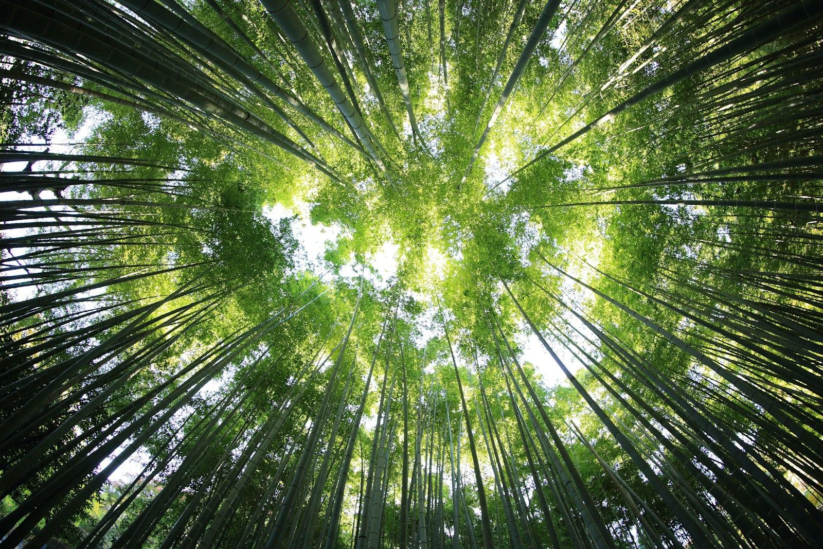 Bamboo Leaf Canopy jigsaw puzzle preview