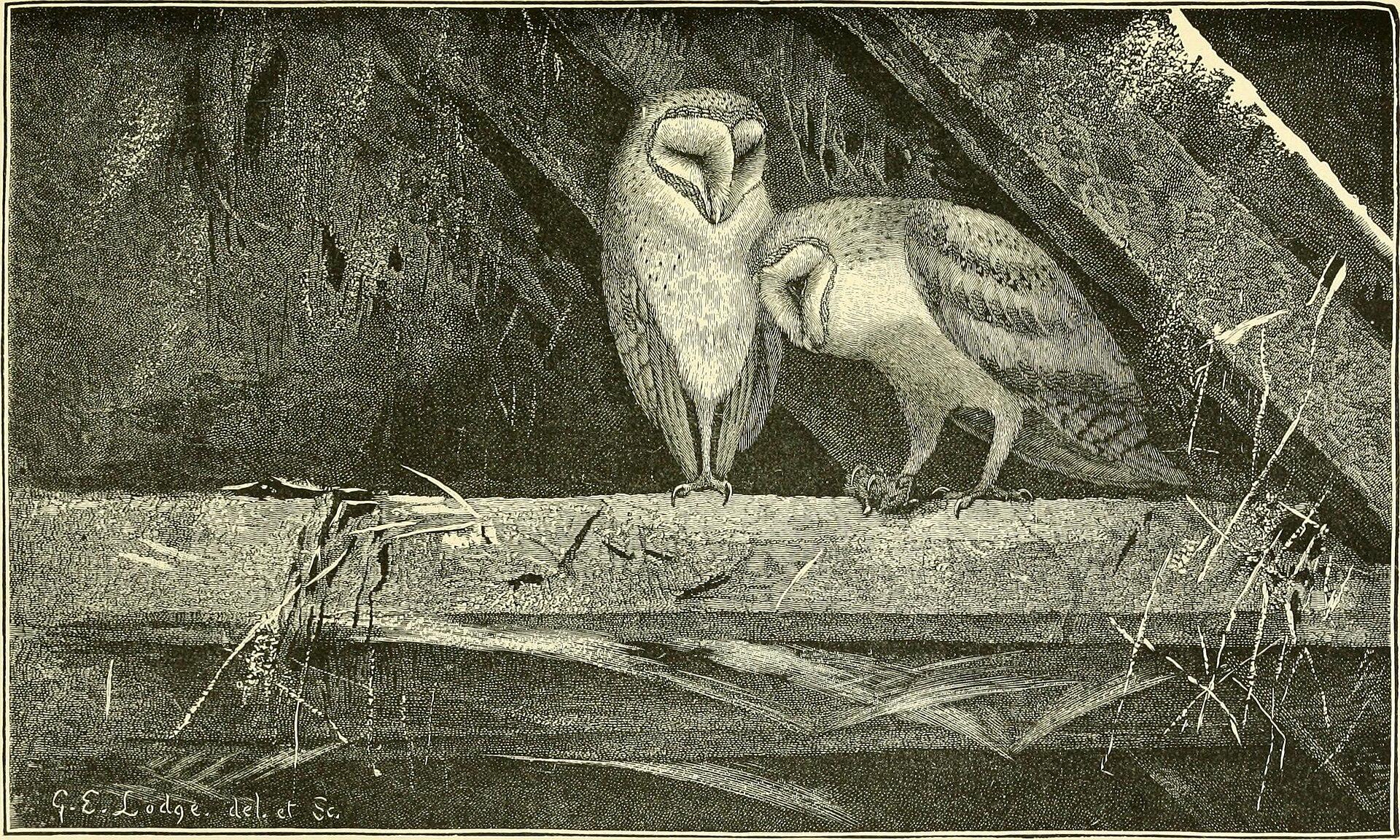 Barn Owl at Dusk jigsaw puzzle preview