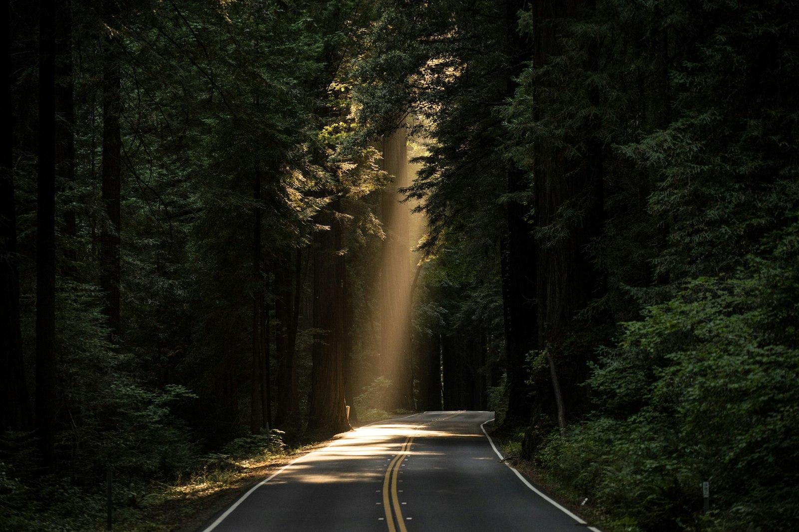 Beam Of Light On A Forest Road jigsaw puzzle preview