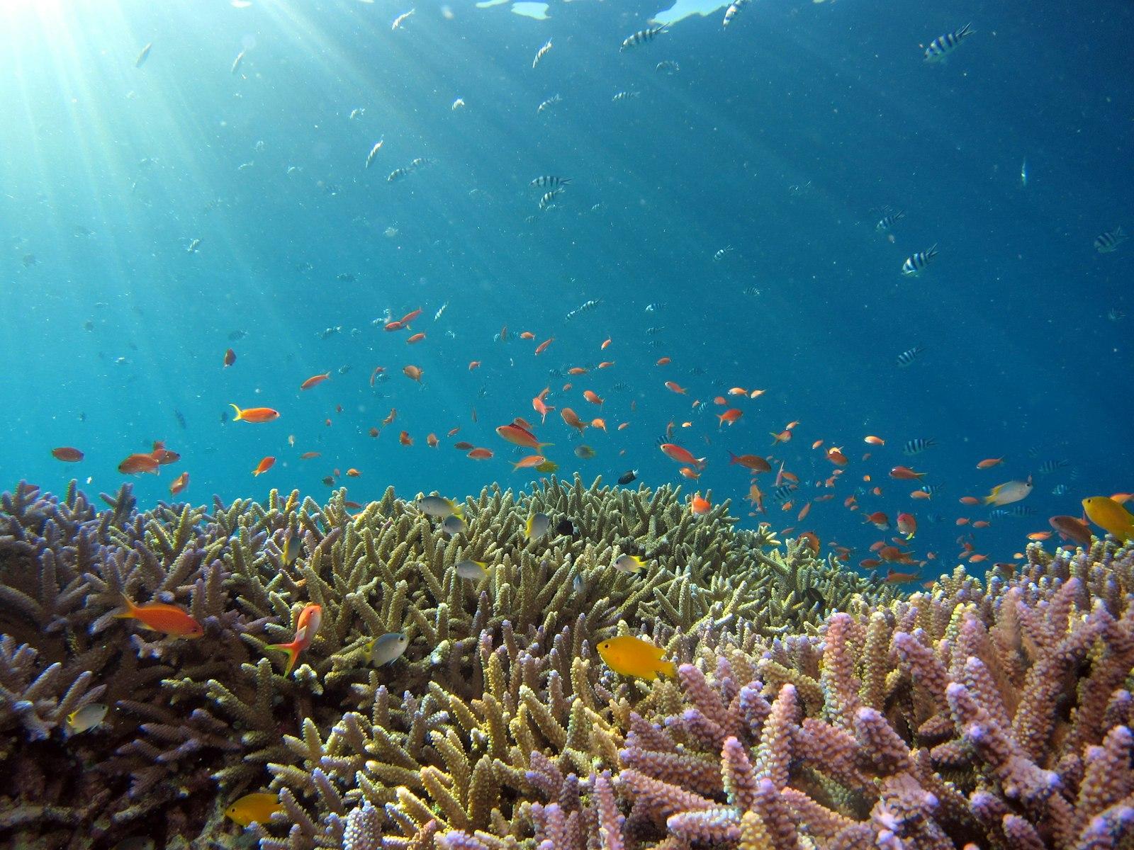 Beautiful Reef And Orange Fish In Okinawa jigsaw puzzle preview