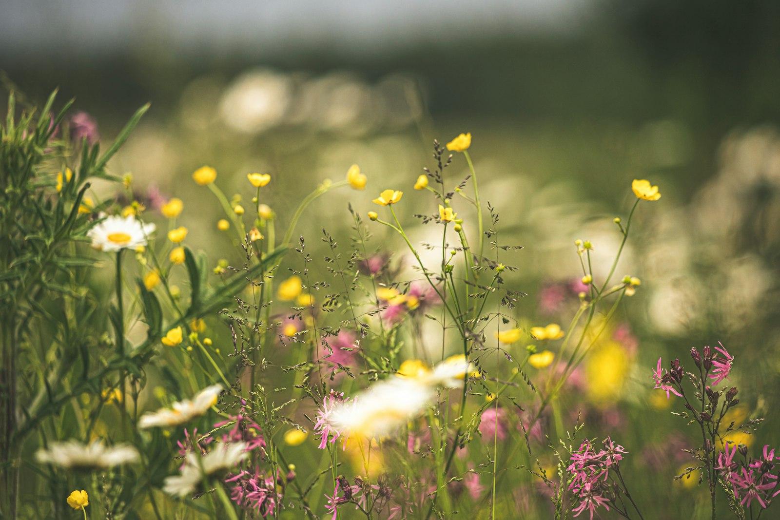 Beautiful Wildflower Meadow In The Summer jigsaw puzzle preview