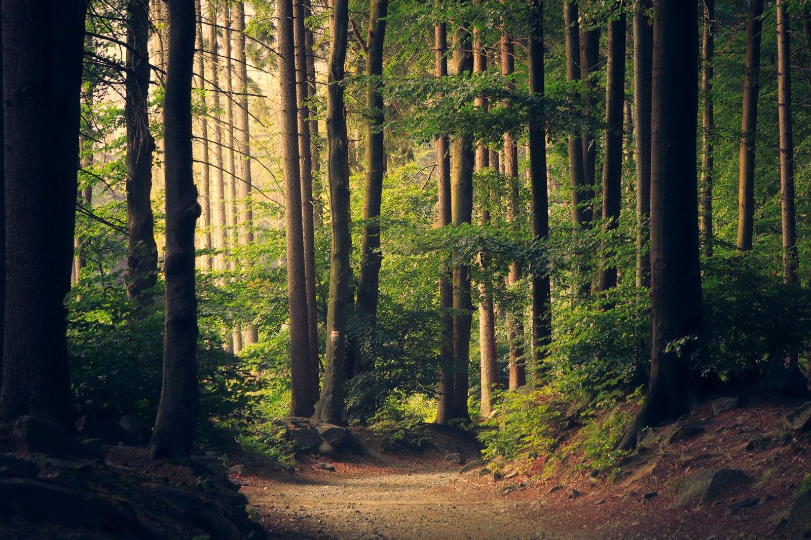Beautiful Woodland Path jigsaw puzzle preview