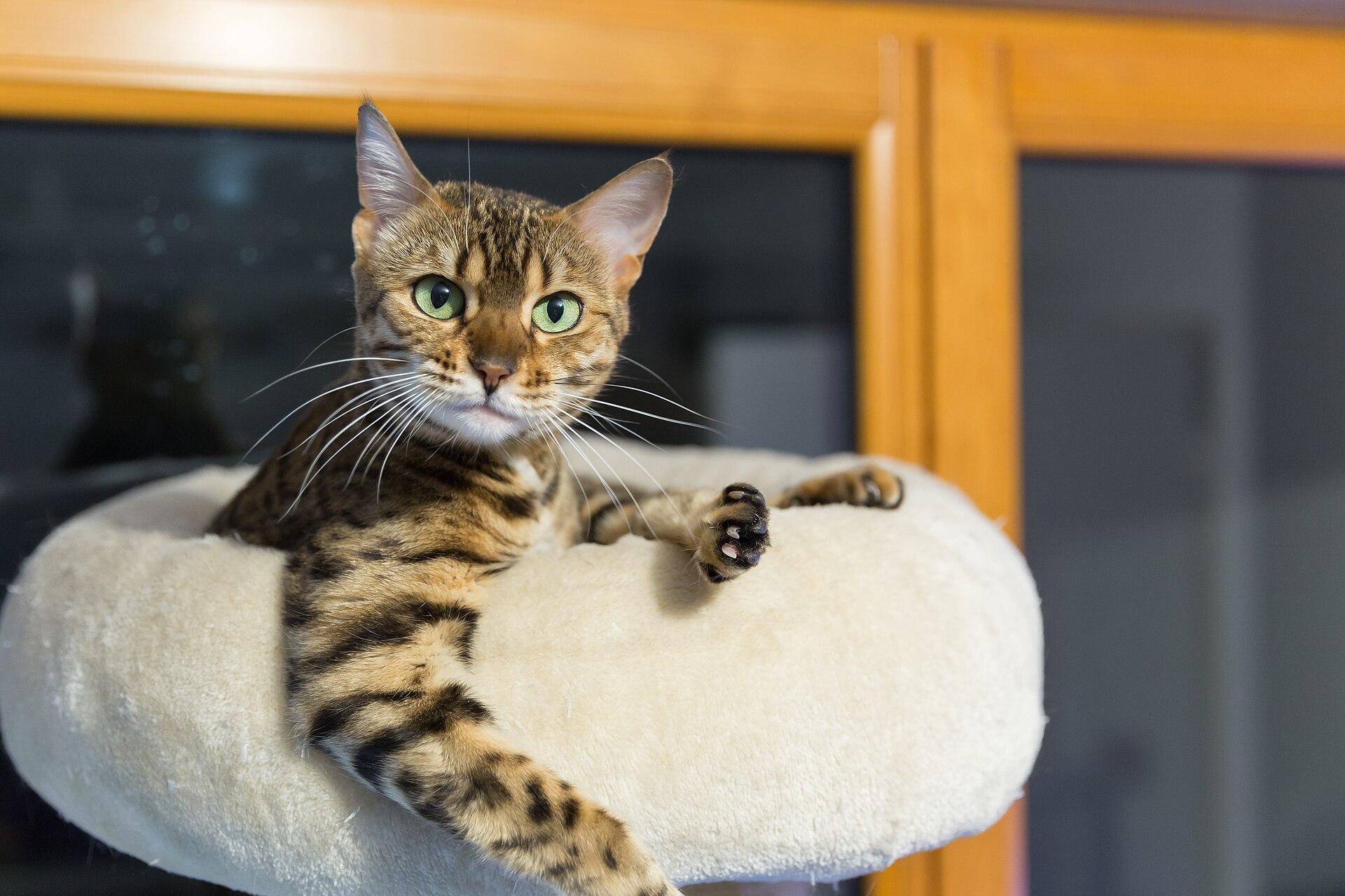 Bengal Cat jigsaw puzzle preview
