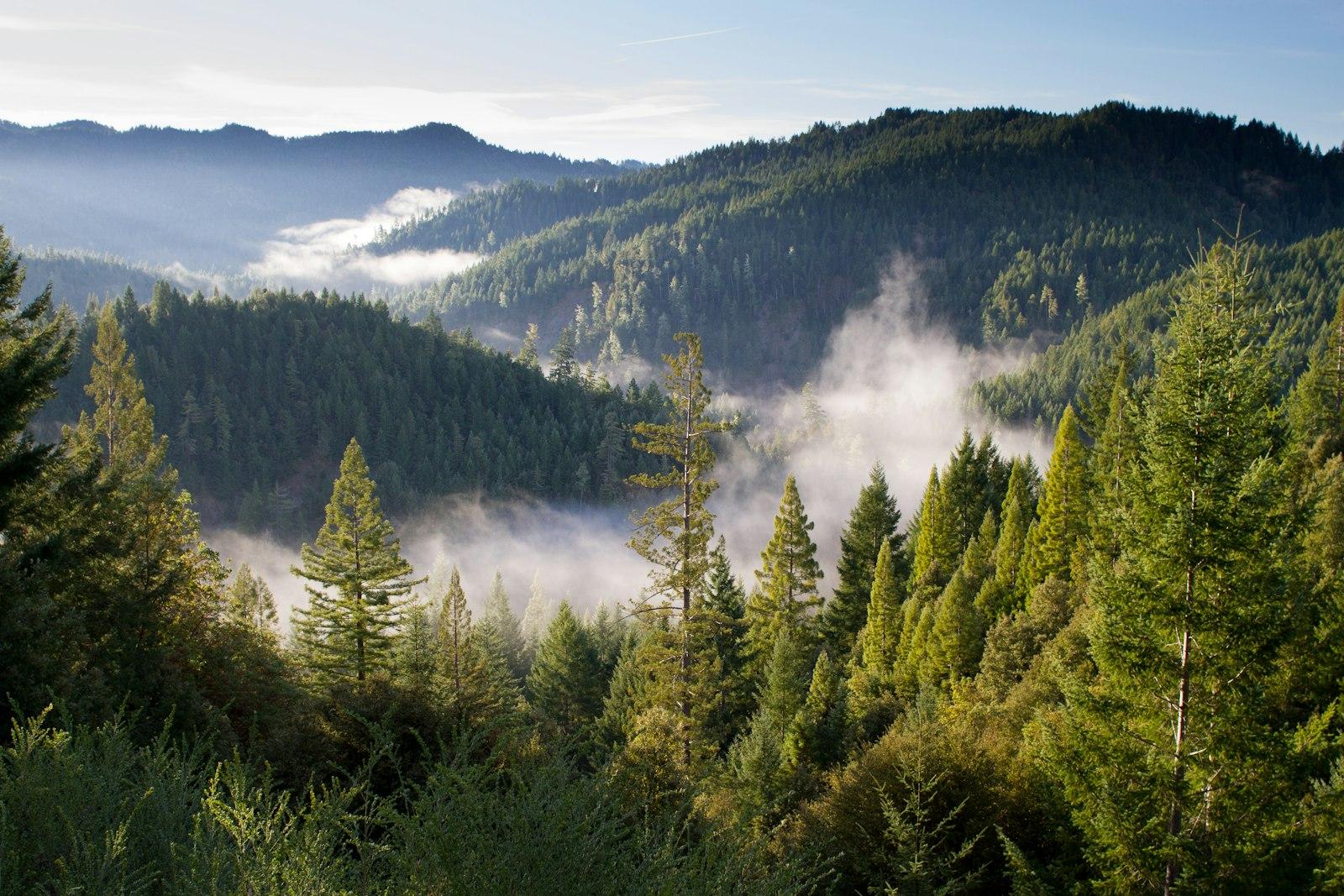 Birds Eye Photo Of Forest And Mountains jigsaw puzzle preview