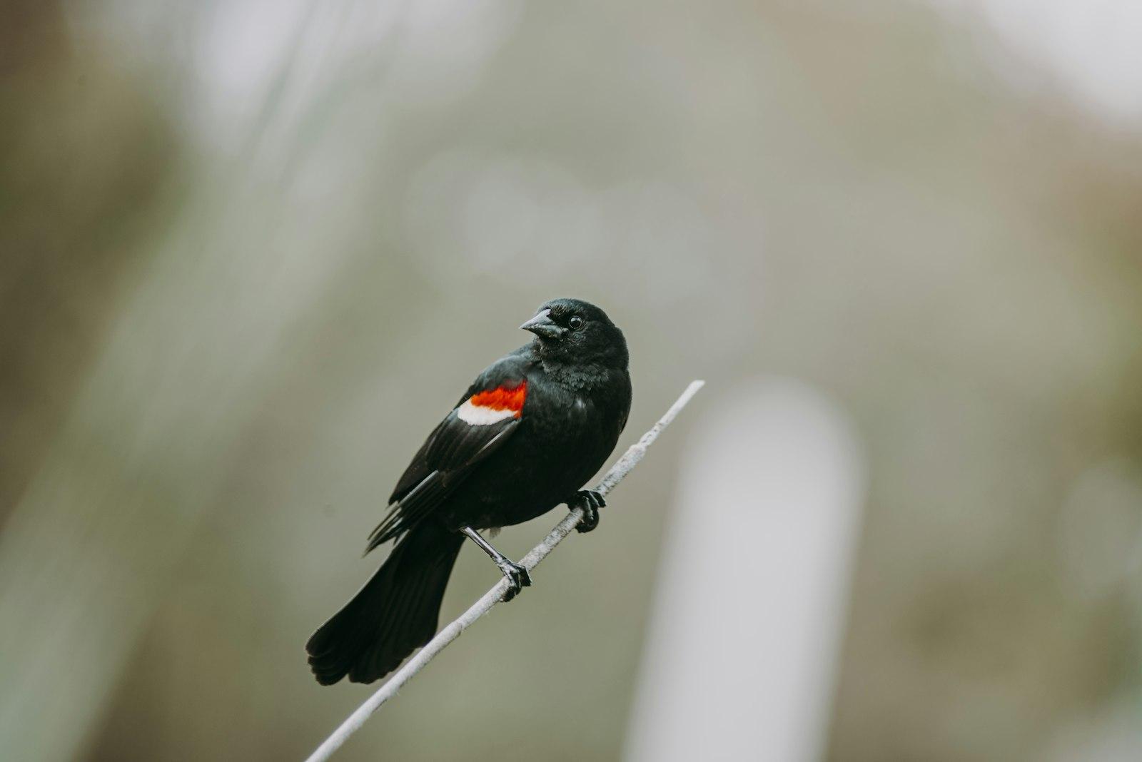 Black Bird On Brown Tree Branch jigsaw puzzle preview