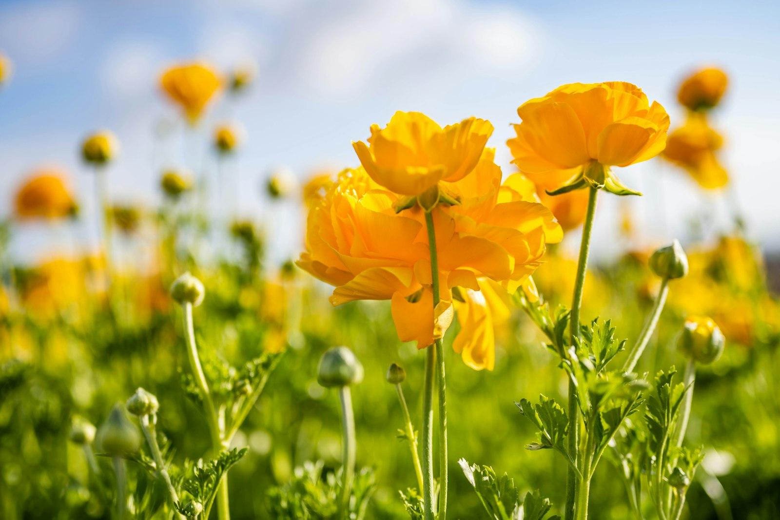 Blooming Yellow Ranunculus At The Carlsbad Flower jigsaw puzzle preview
