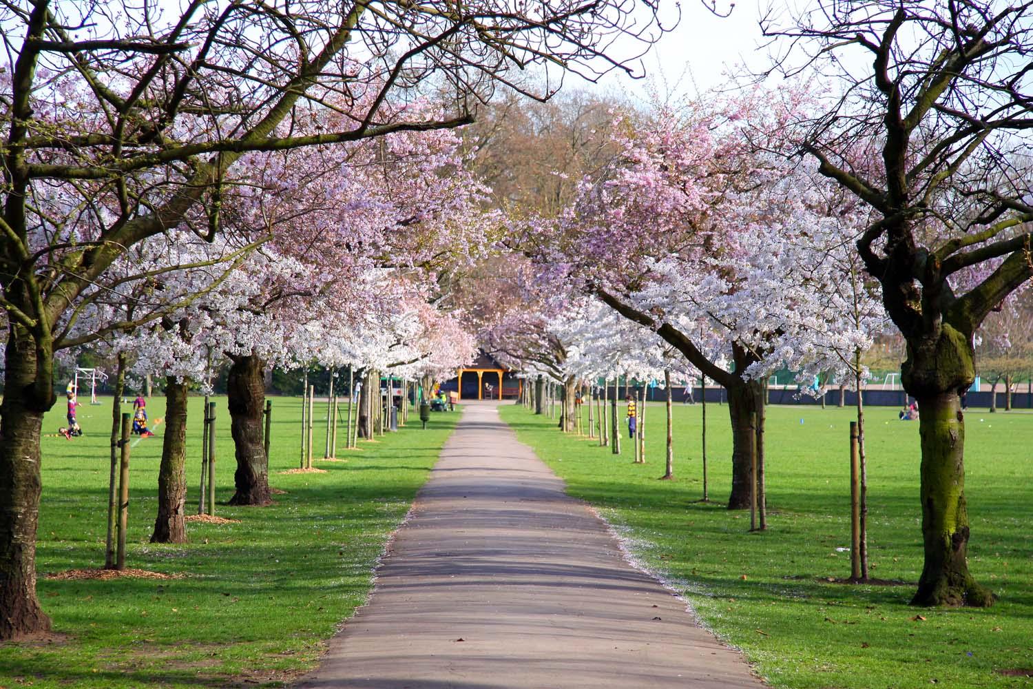 Blossom Tree Avenue jigsaw puzzle preview