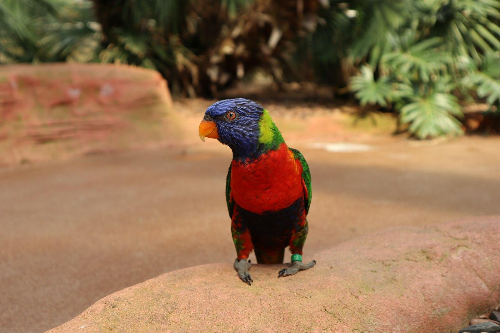 Blue Green And Red Bird jigsaw puzzle preview