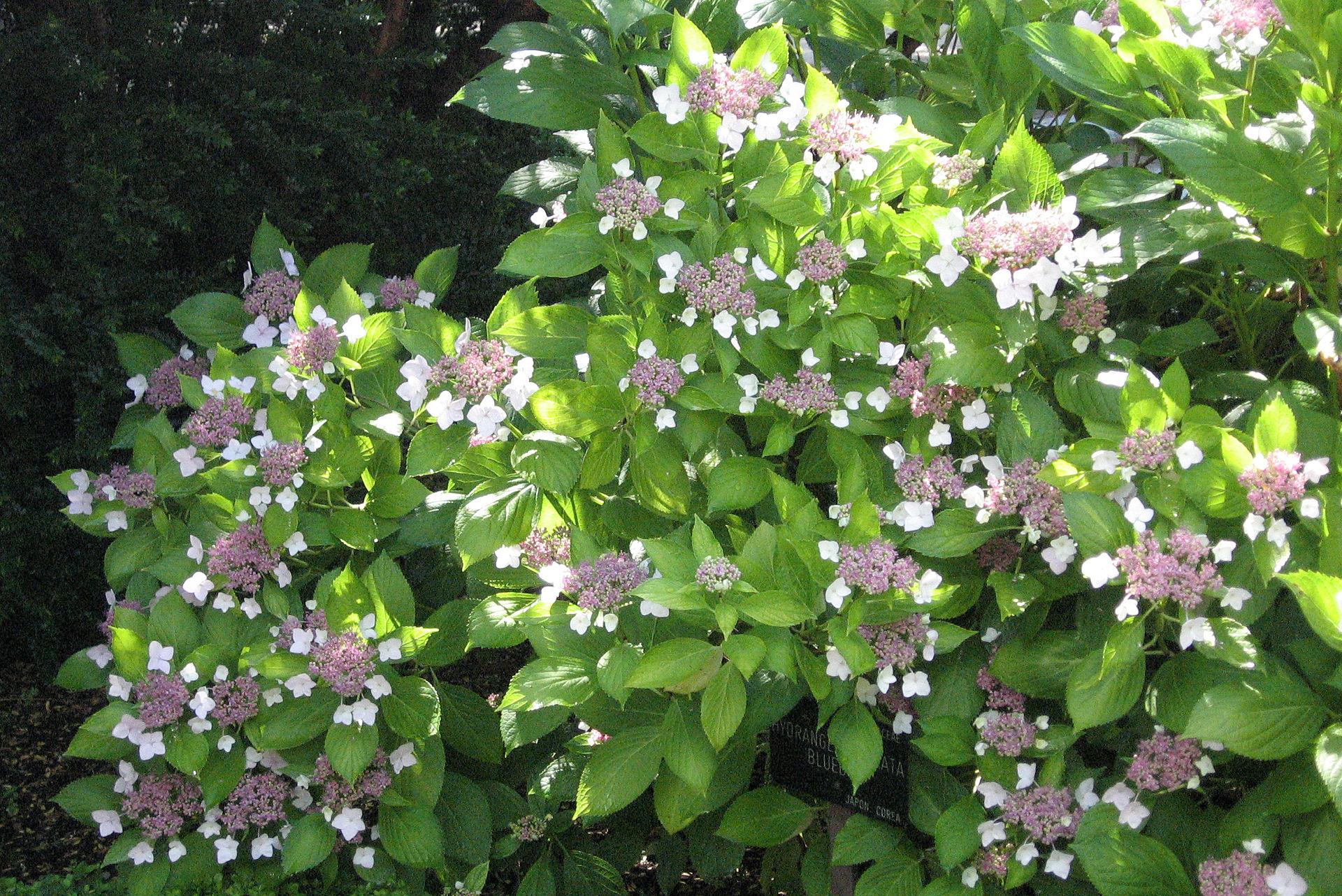 Blue Hydrangeas jigsaw puzzle preview