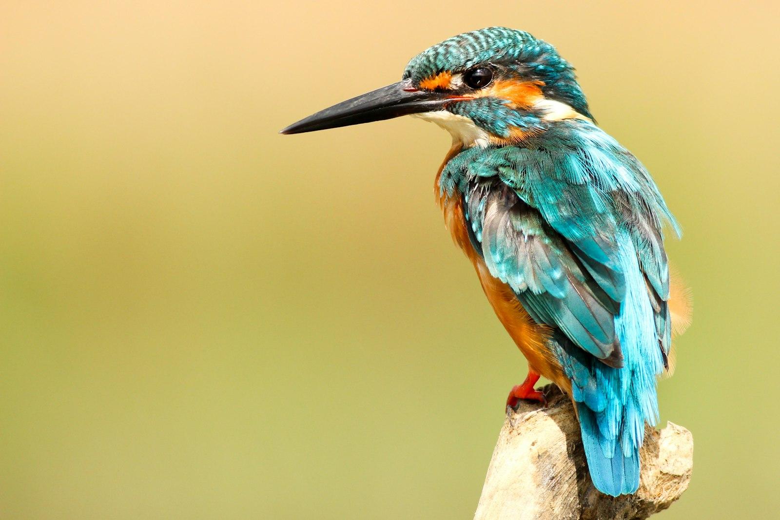 Blue Kingfisher jigsaw puzzle preview