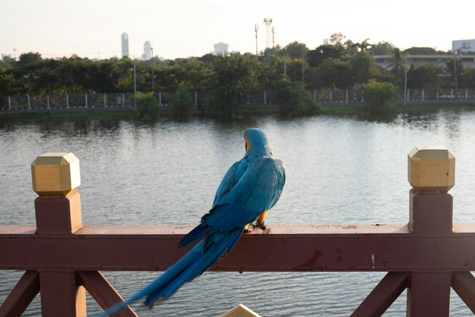 Blue Macaw jigsaw puzzle preview