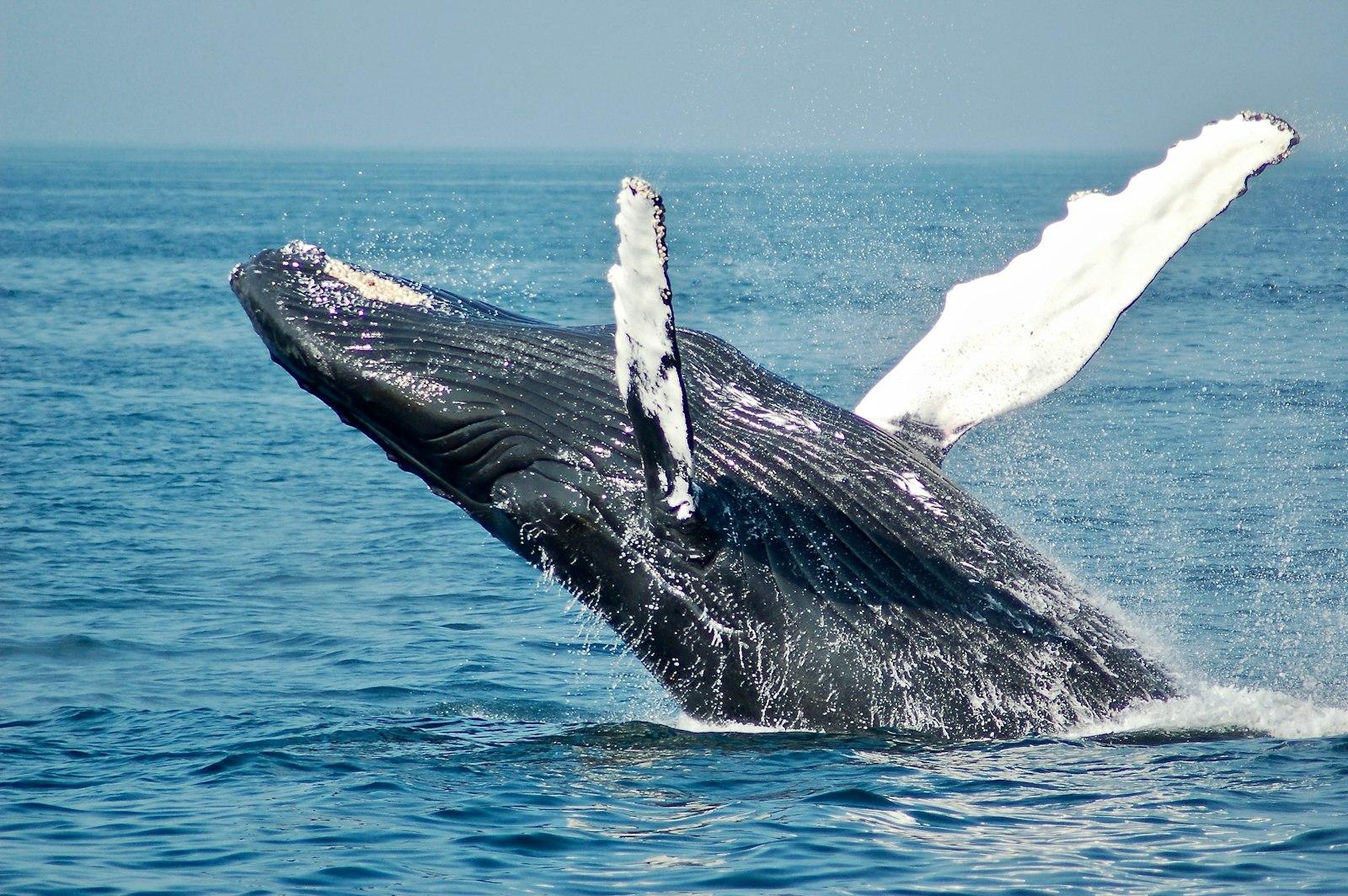 Blue Whale On Sea jigsaw puzzle preview