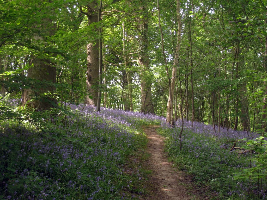 Bluebell Wood jigsaw puzzle preview
