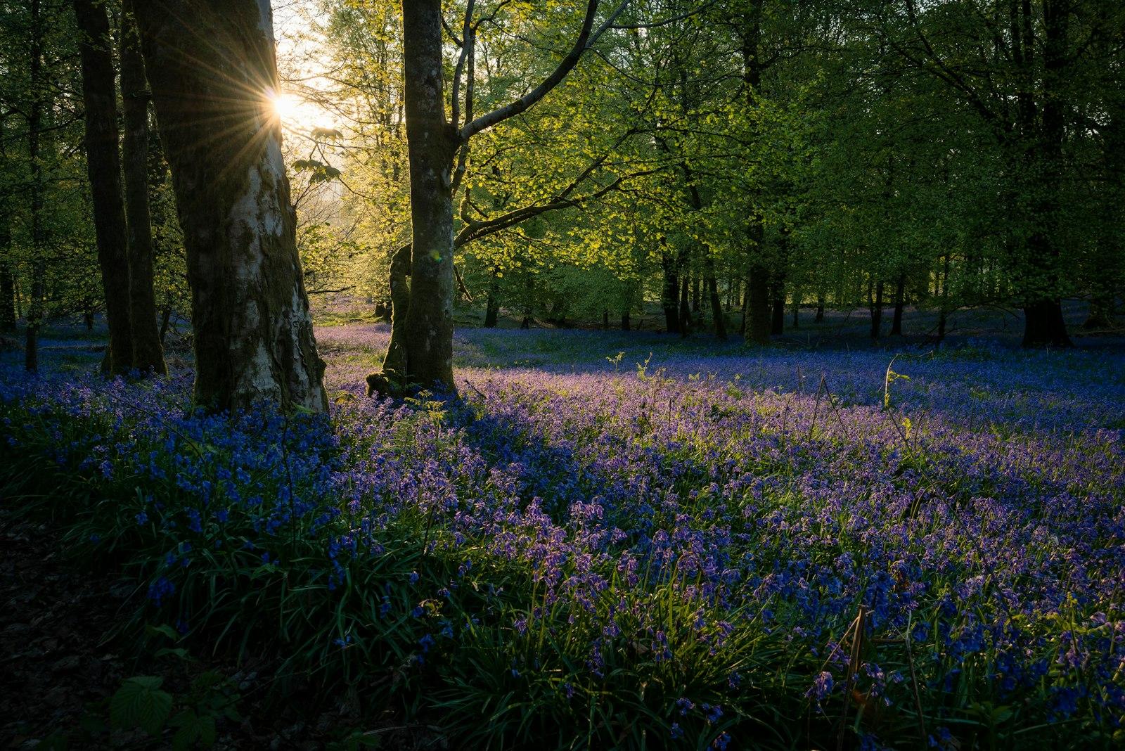 Bluebells Are My Official Heralding jigsaw puzzle preview