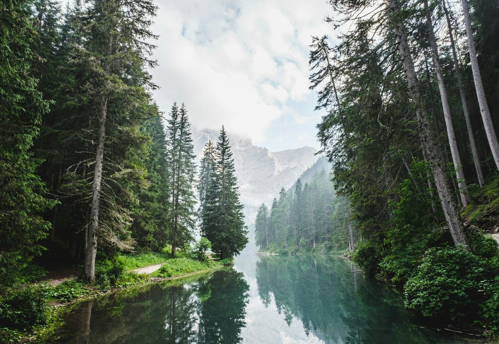 Body Of Water Surrounded By Pine Trees jigsaw puzzle preview