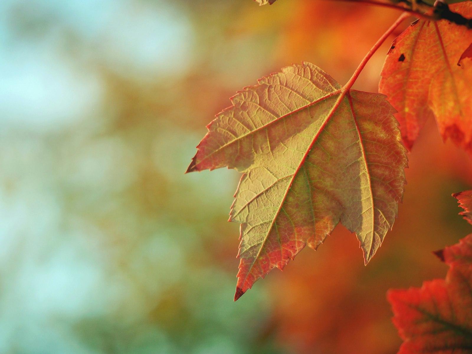 Bokeh Lights Photography Of Brown Maple Leaf jigsaw puzzle preview