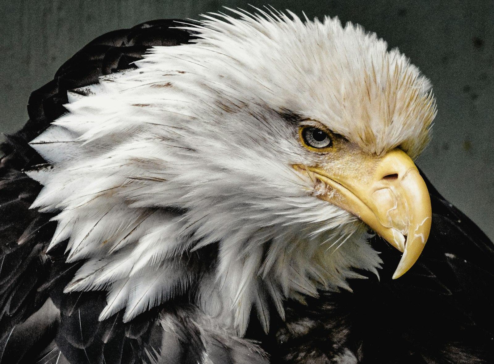 Born To Fly jigsaw puzzle preview