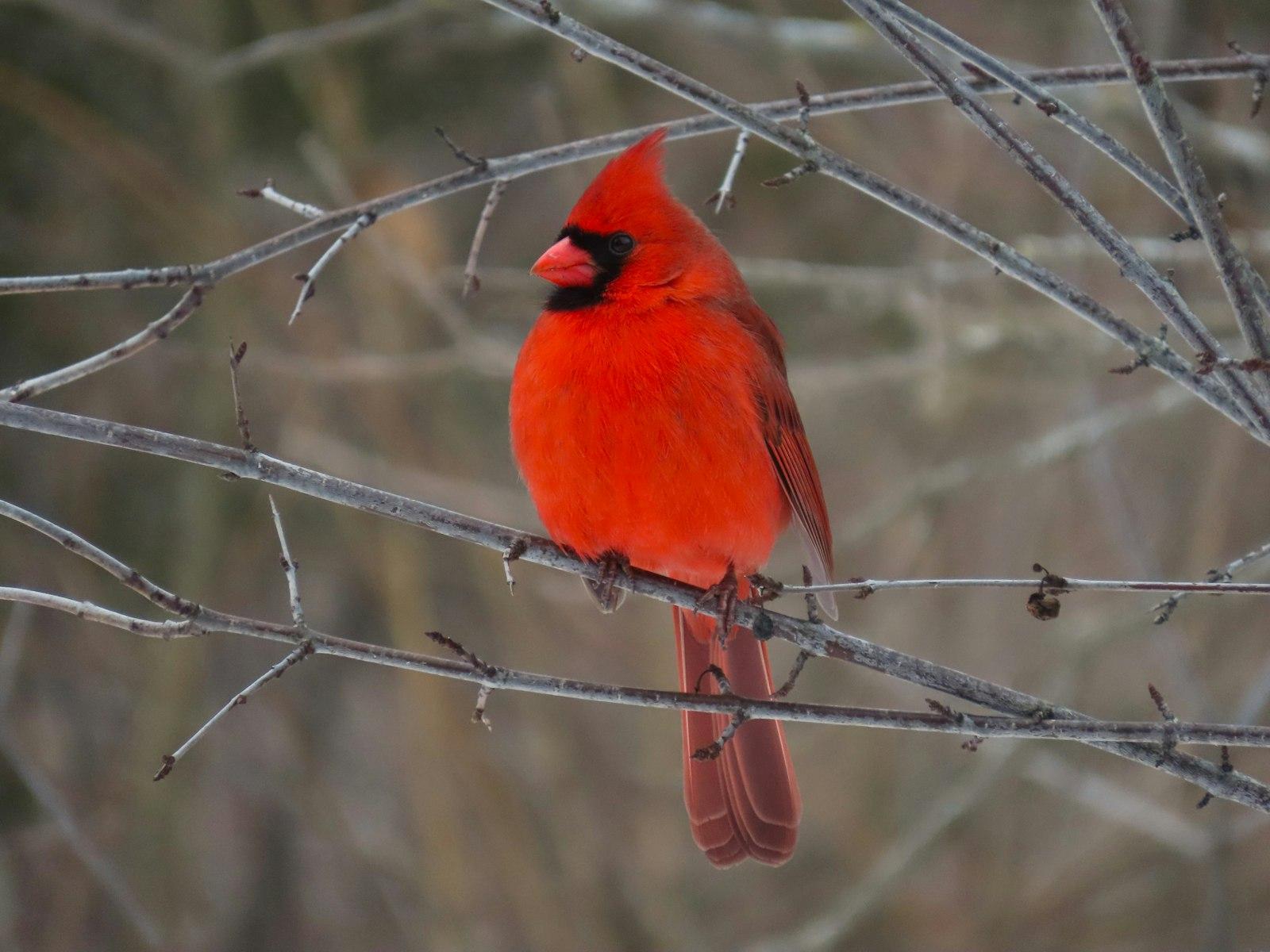 Brilliant Male Northern Cardinal (Cardinalis jigsaw puzzle preview