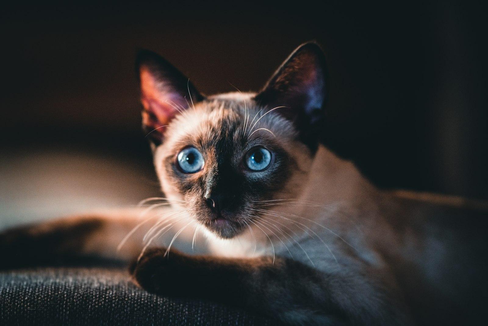 Brown And Black Cat With Blue Eyes jigsaw puzzle preview