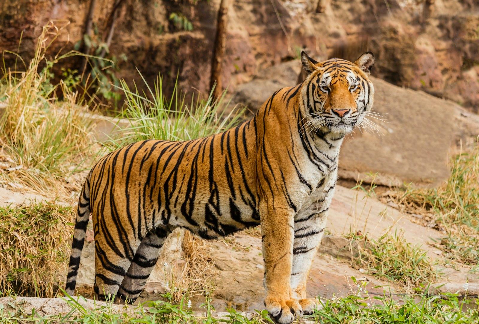 Brown And Black Tiger On Focus Photography jigsaw puzzle preview
