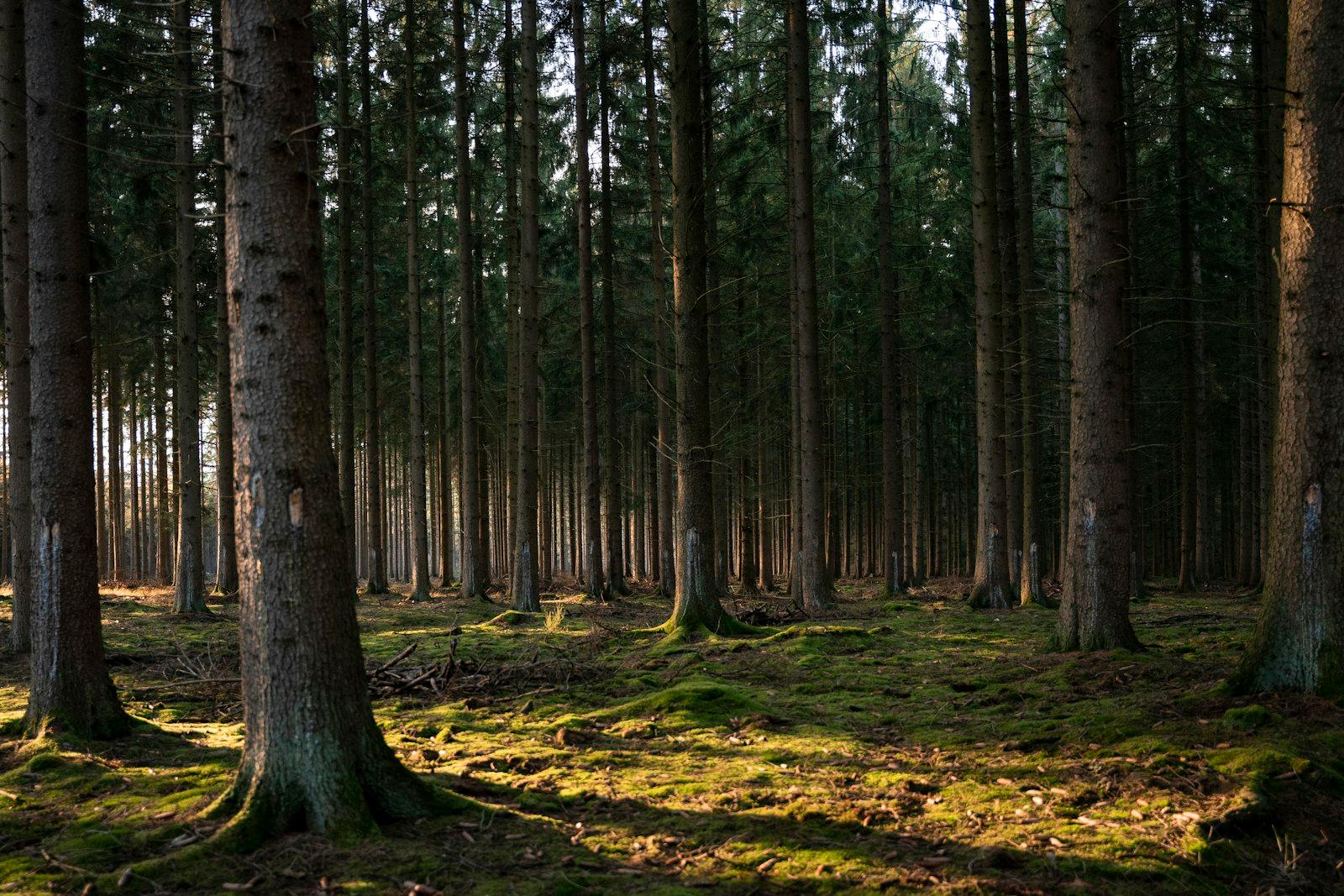 Brown And Green Trees On Brown Grass Field jigsaw puzzle preview