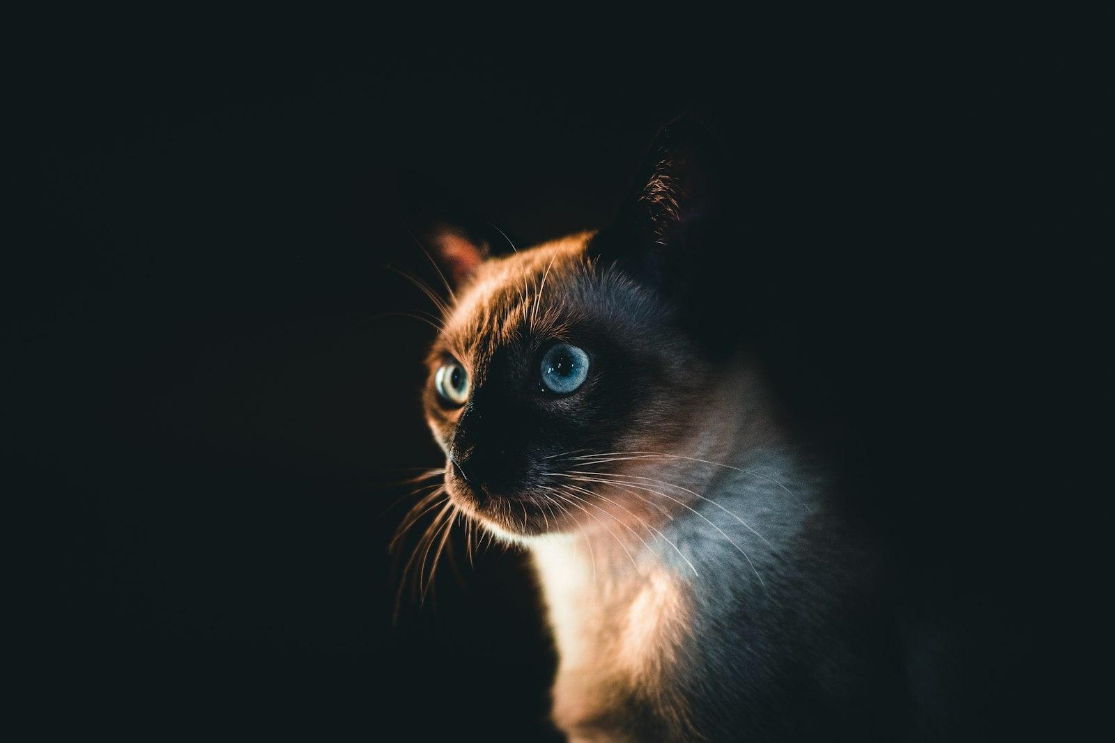 Brown And White Cat With Black Background jigsaw puzzle preview