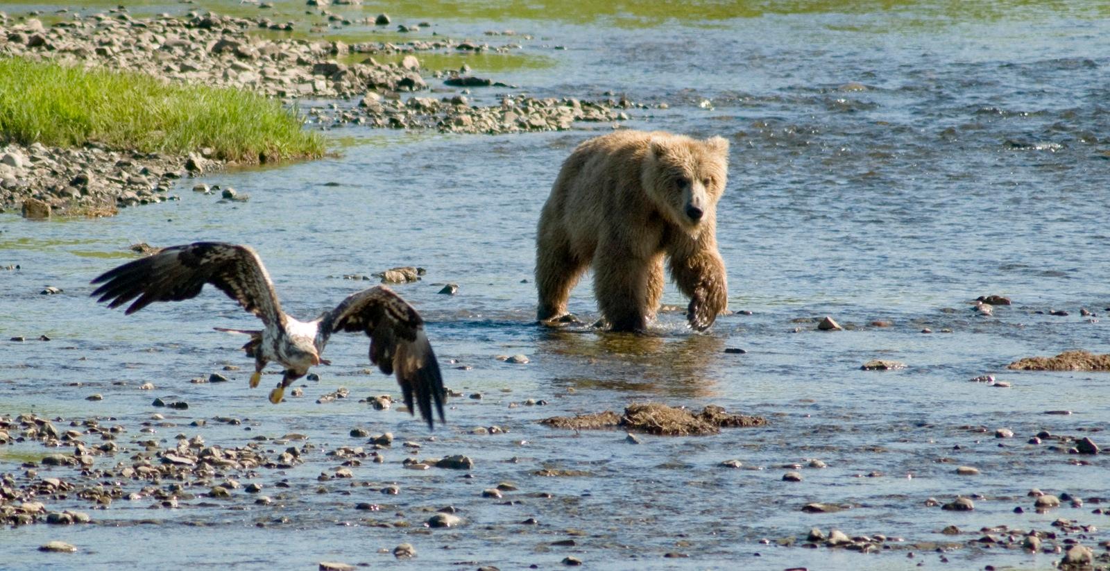 Brown Bear by a River jigsaw puzzle preview