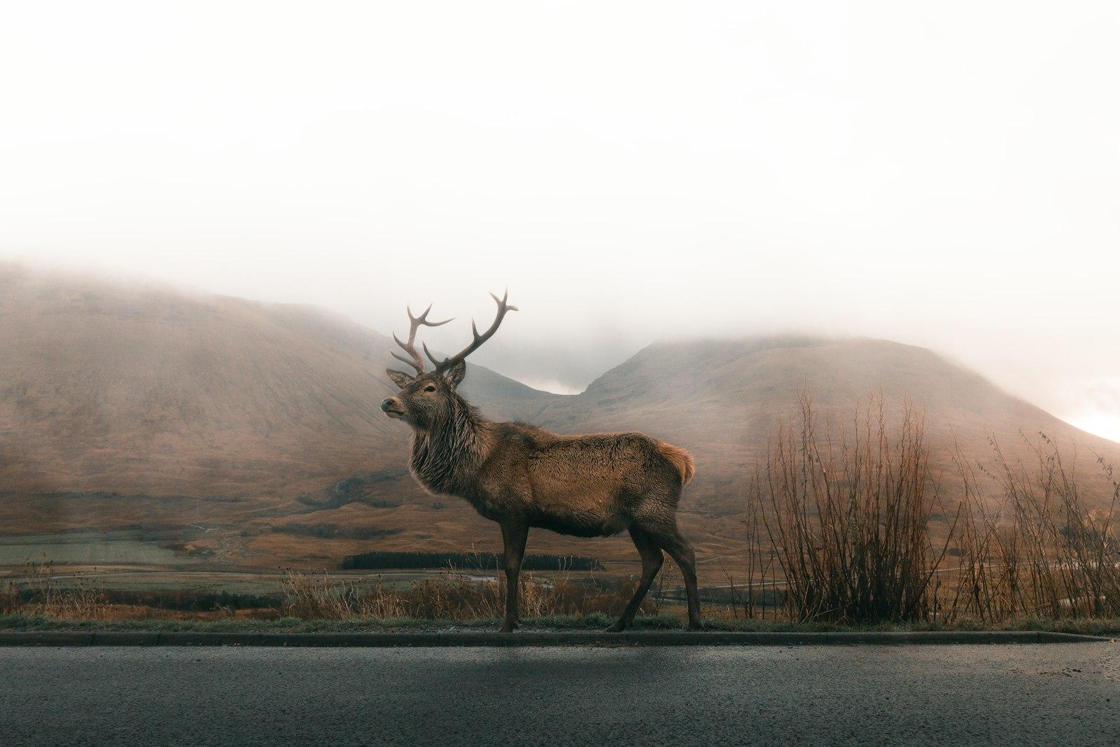 Brown Deer On Road Under Gray Sky jigsaw puzzle preview