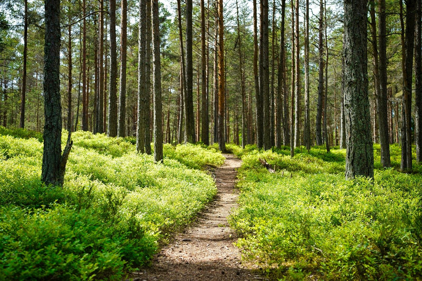 Brown Dirt Road Between Green Grass And Trees Duri jigsaw puzzle preview