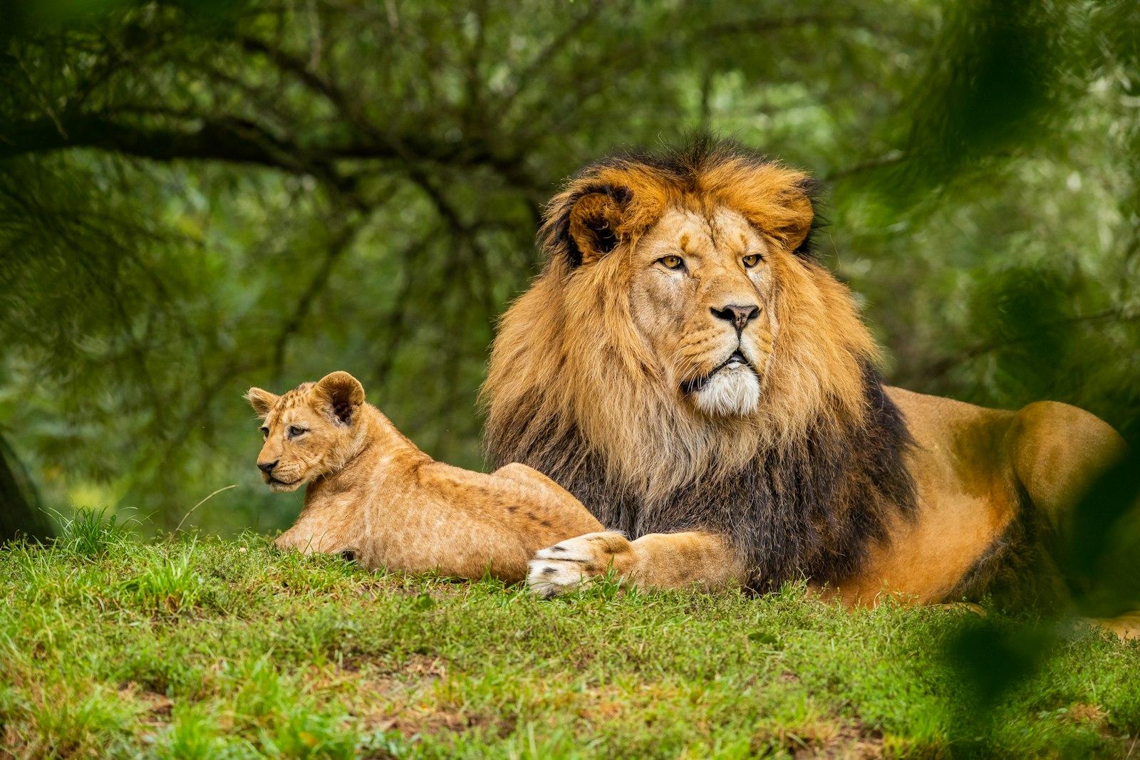Brown Lion On Green Grass Field jigsaw puzzle preview