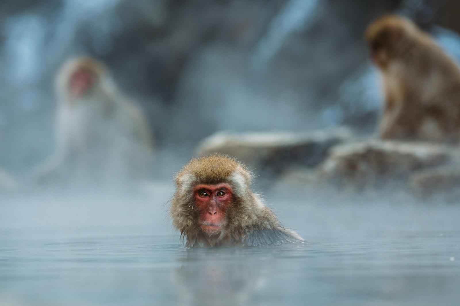 Brown Monkey On Body Of Water Shallow Focus Photog jigsaw puzzle preview