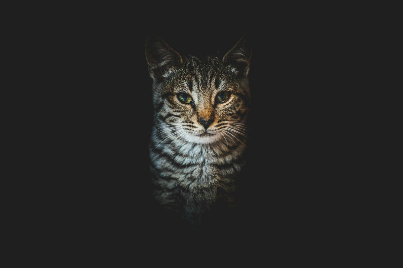 Brown Tabby Cat In Black Background jigsaw puzzle preview