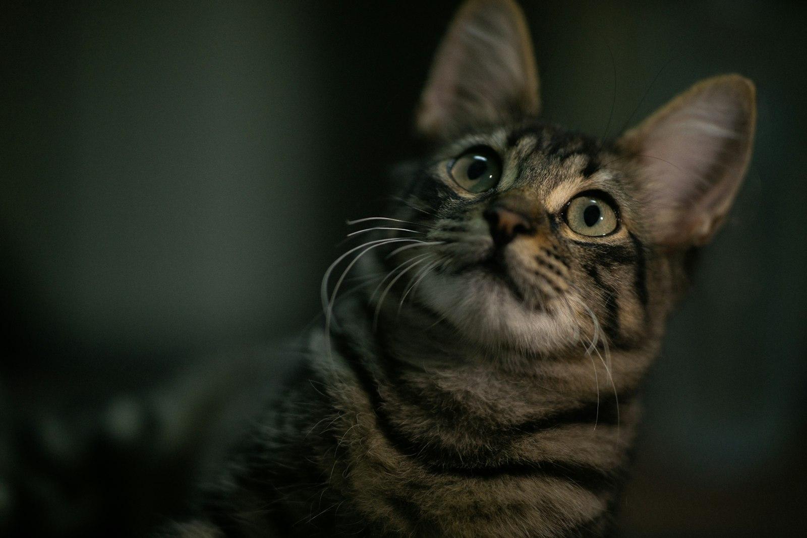 Brown Tabby Cat In Close Up Photography jigsaw puzzle preview