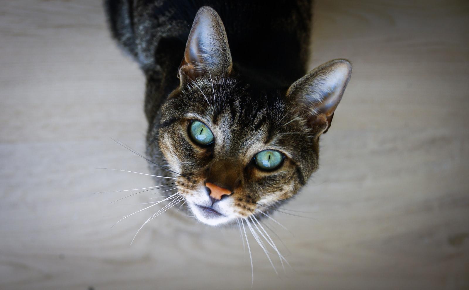 Brown Tabby Cat On White Textile jigsaw puzzle preview