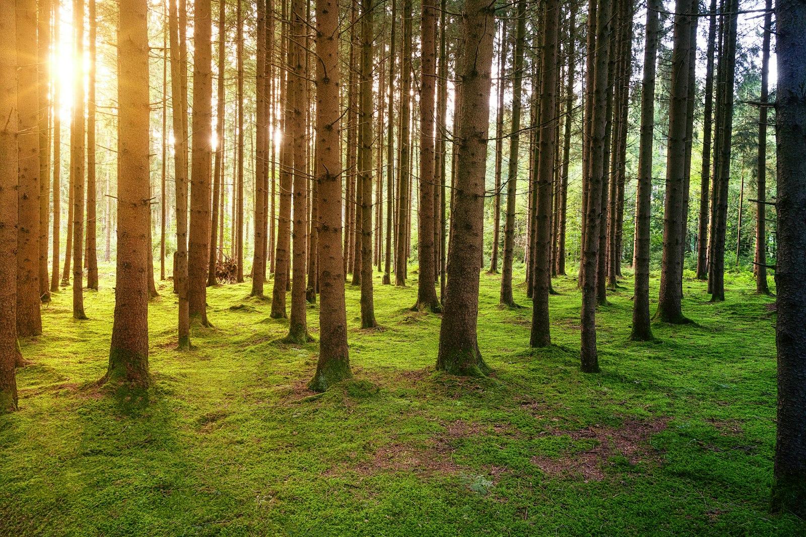 Brown Trees On Green Grass Field During Daytime jigsaw puzzle preview