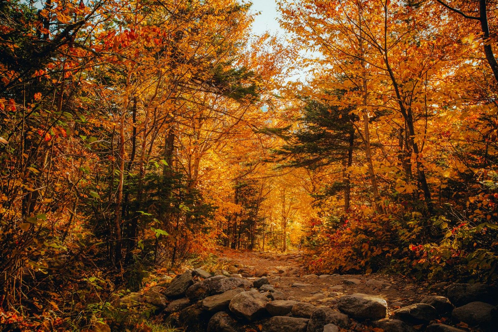 Brown Trees On Rocky Ground During Daytime jigsaw puzzle preview