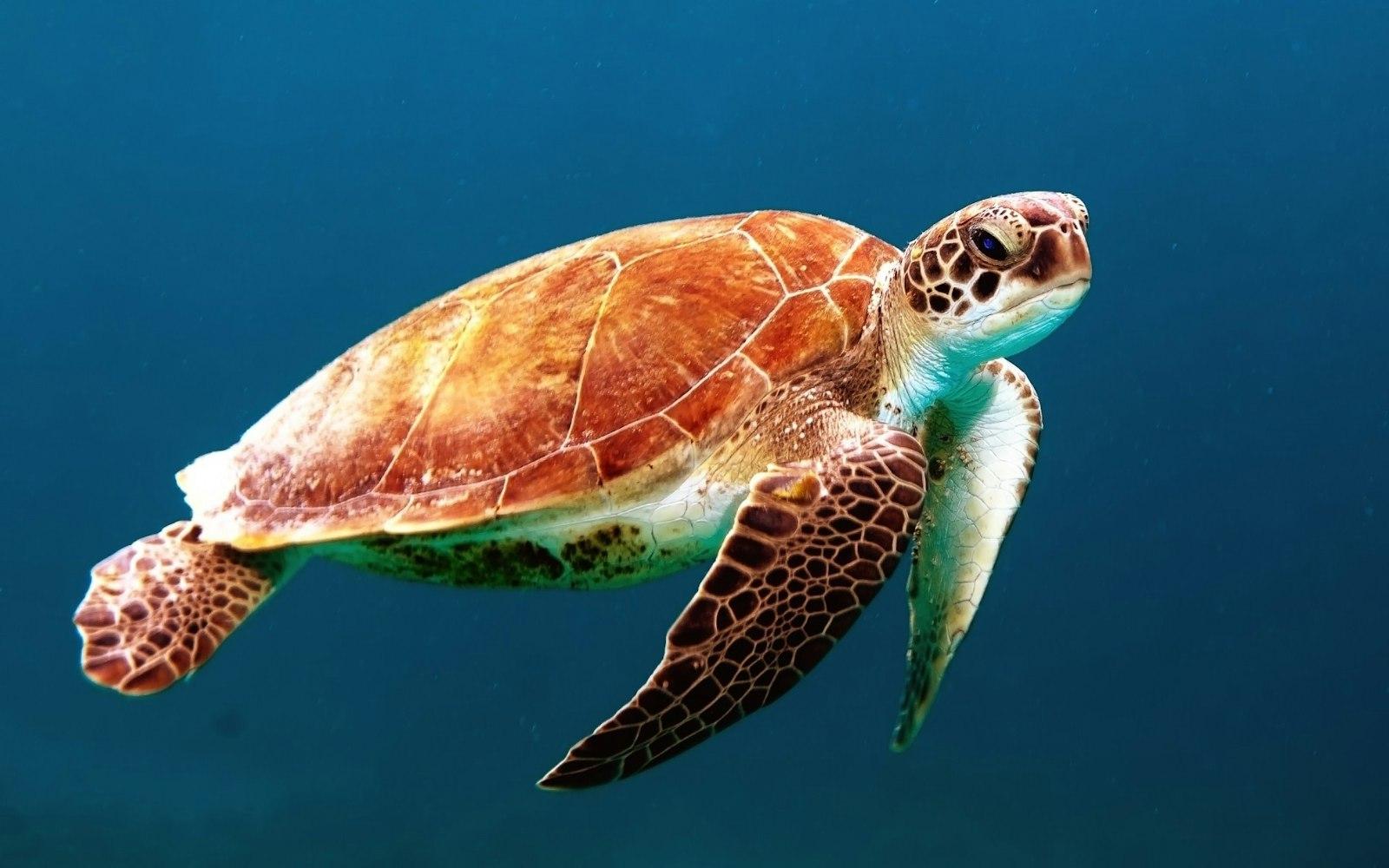 Brown Turtle Swimming Underwater jigsaw puzzle preview