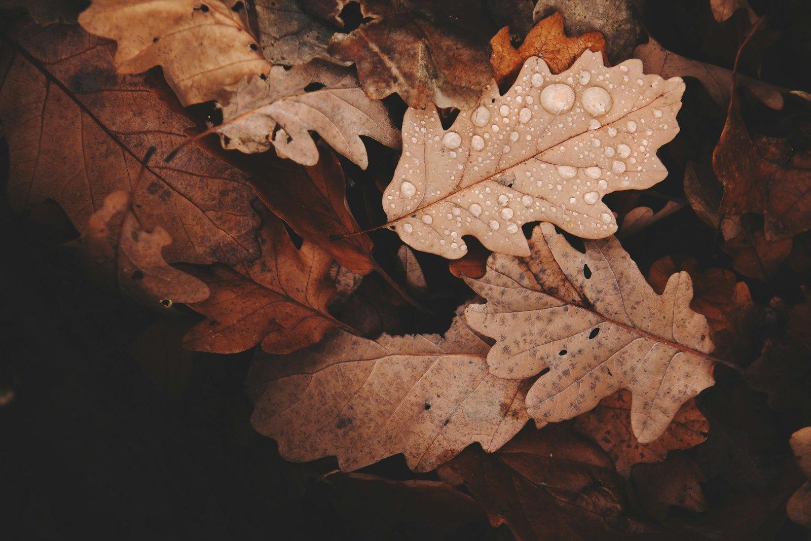 Brown Withered Leaves With Water Dews Closeup Phot jigsaw puzzle preview