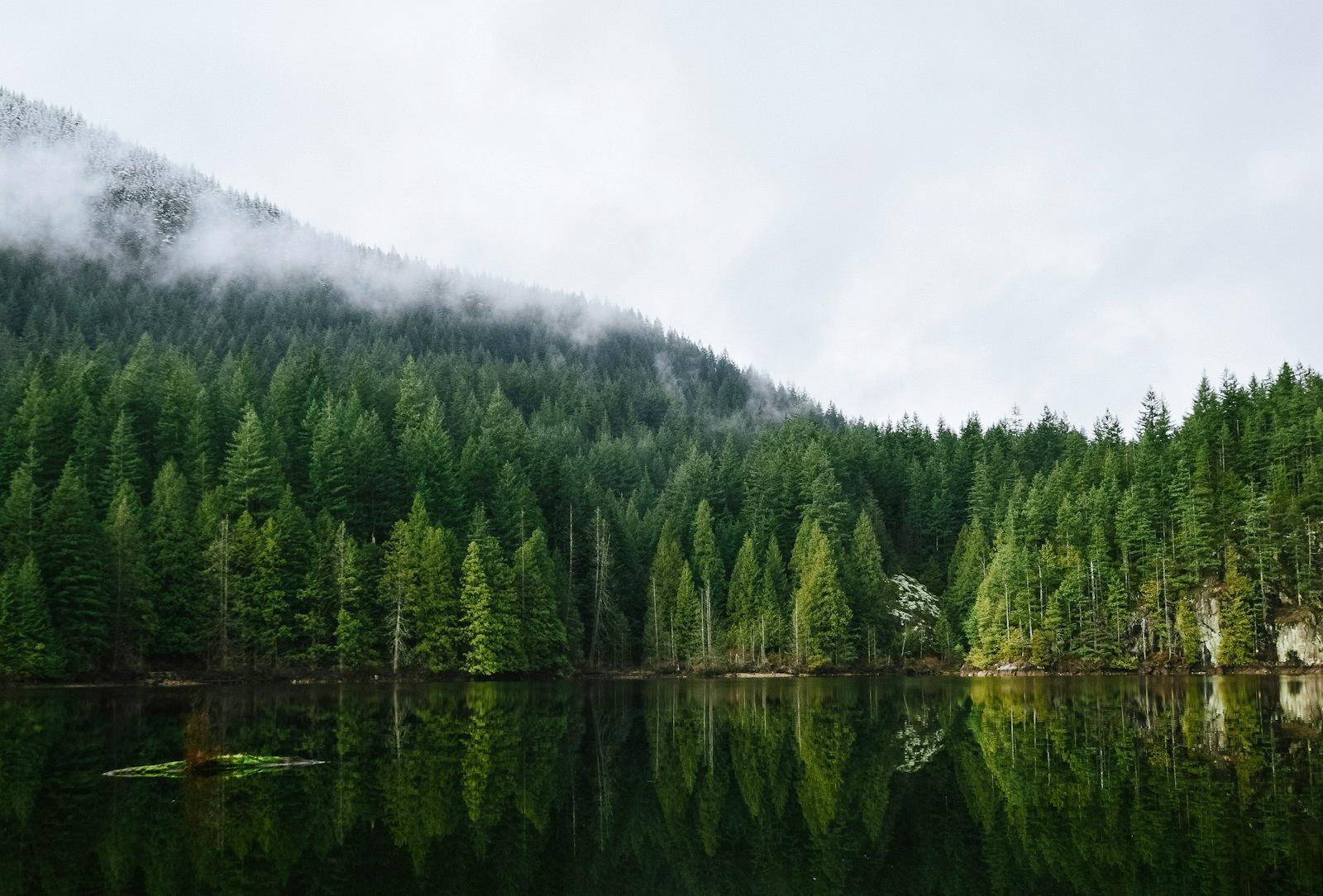 Calm Body Of Water Near Forest jigsaw puzzle preview