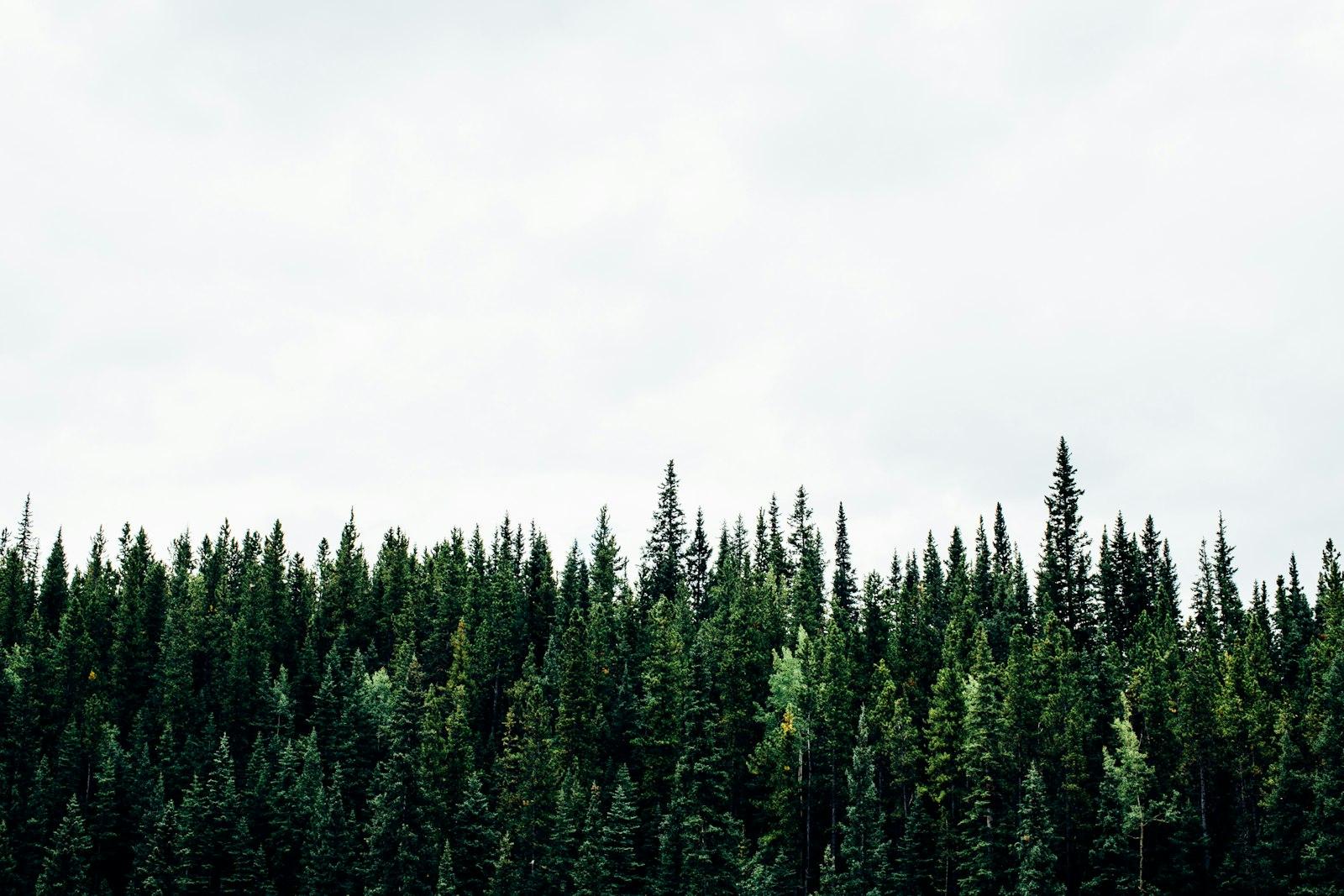 Canadian Treeline jigsaw puzzle preview