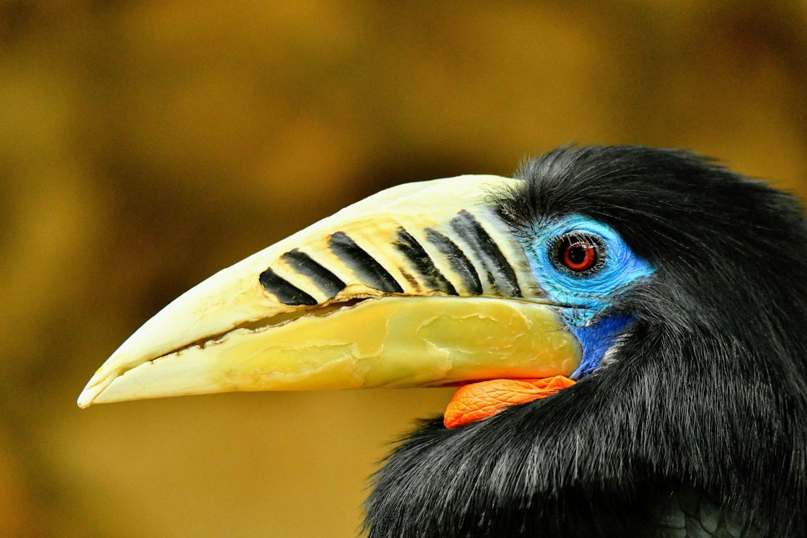 Captured This Beautiful Hornbill In A Nature jigsaw puzzle preview