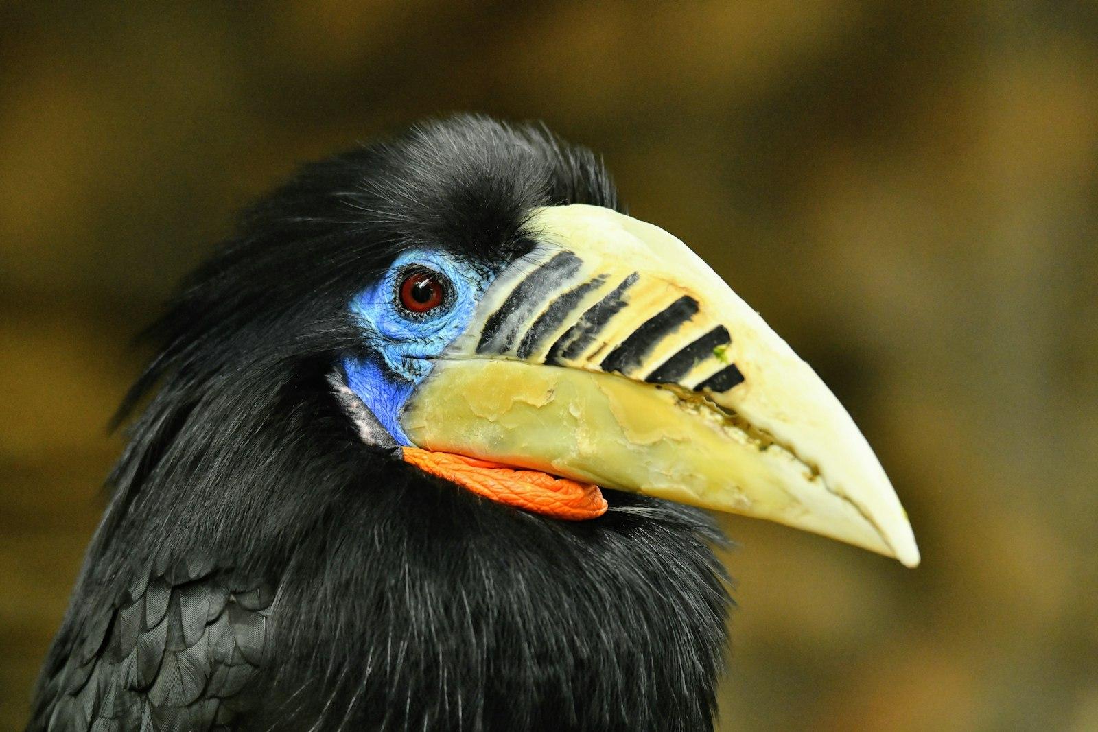 Captured This Beautiful Hornbill In A Nature jigsaw puzzle preview