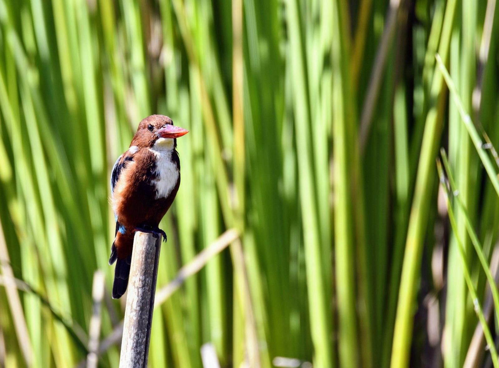 Captured This Kingfisher In A Nature Reserve On A jigsaw puzzle preview