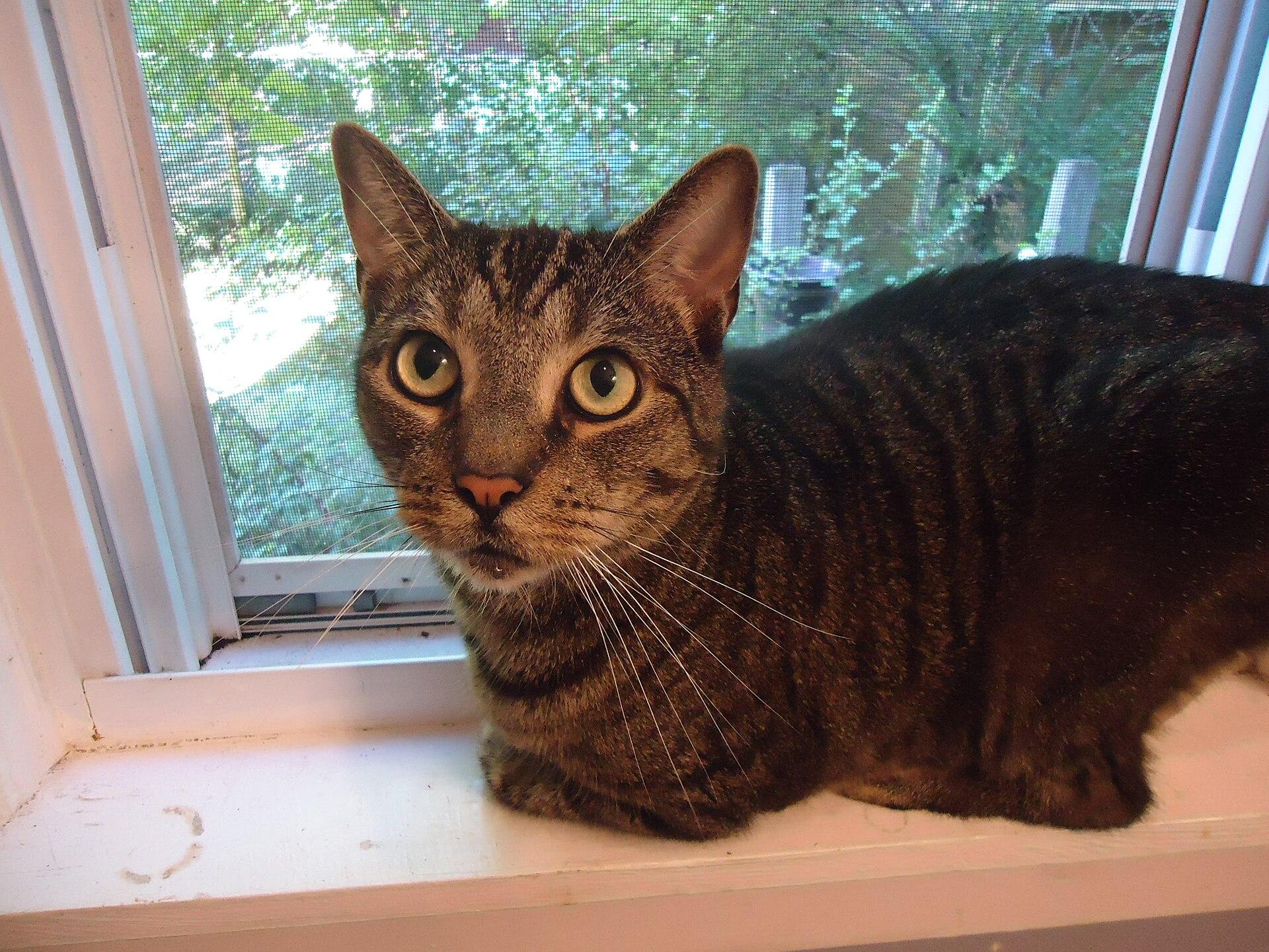 Cat in a Window jigsaw puzzle preview
