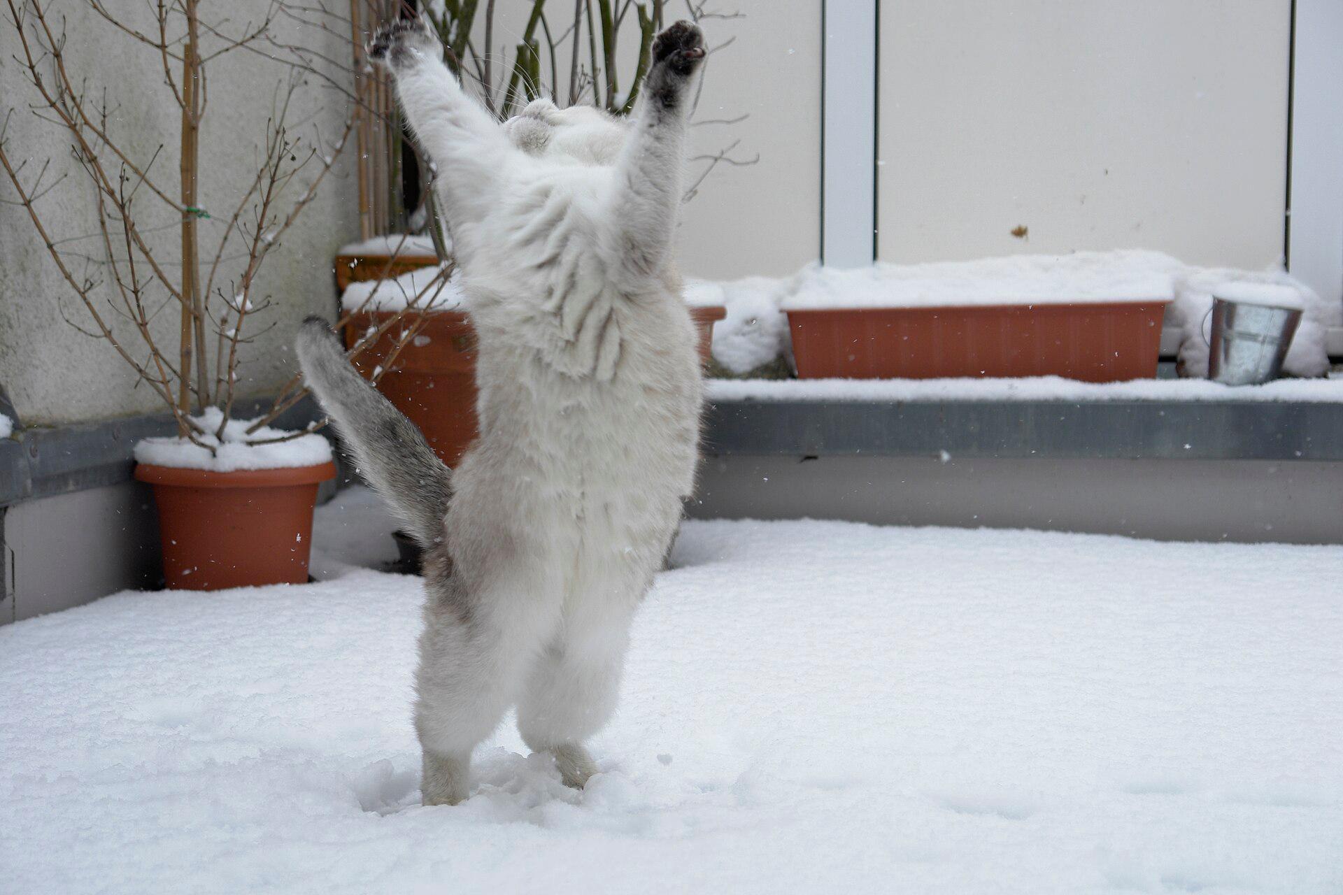Cat in the Snow jigsaw puzzle preview