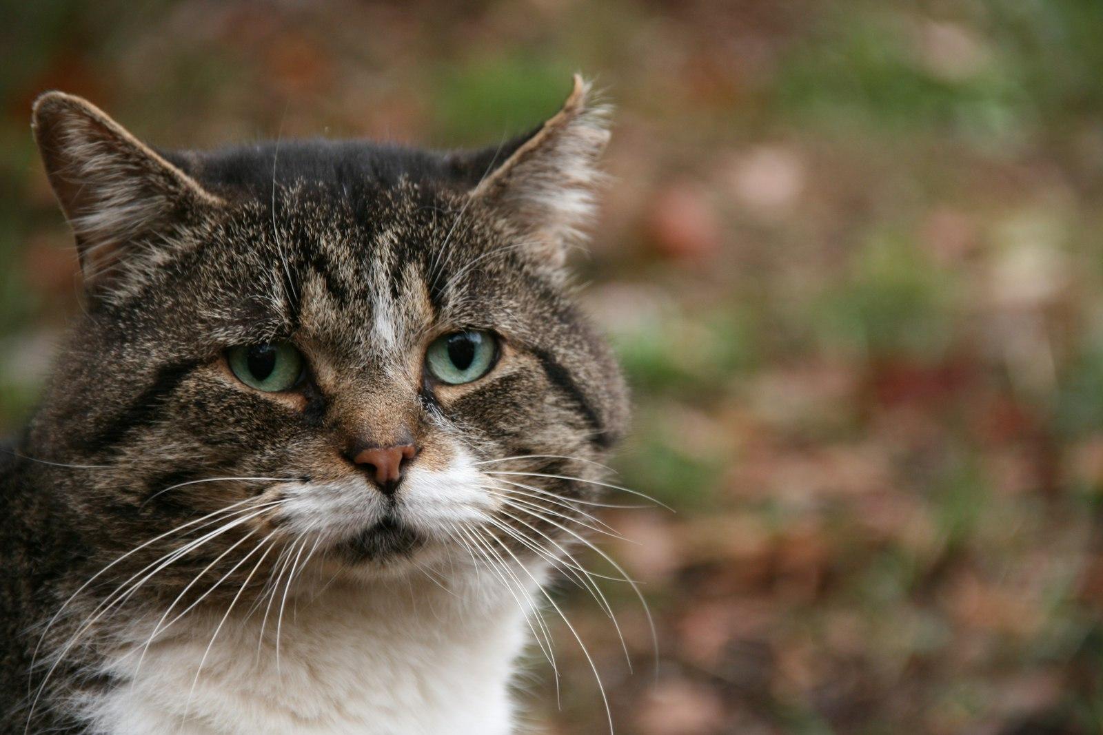 Cat Looking At Camera With Blurred Background jigsaw puzzle preview
