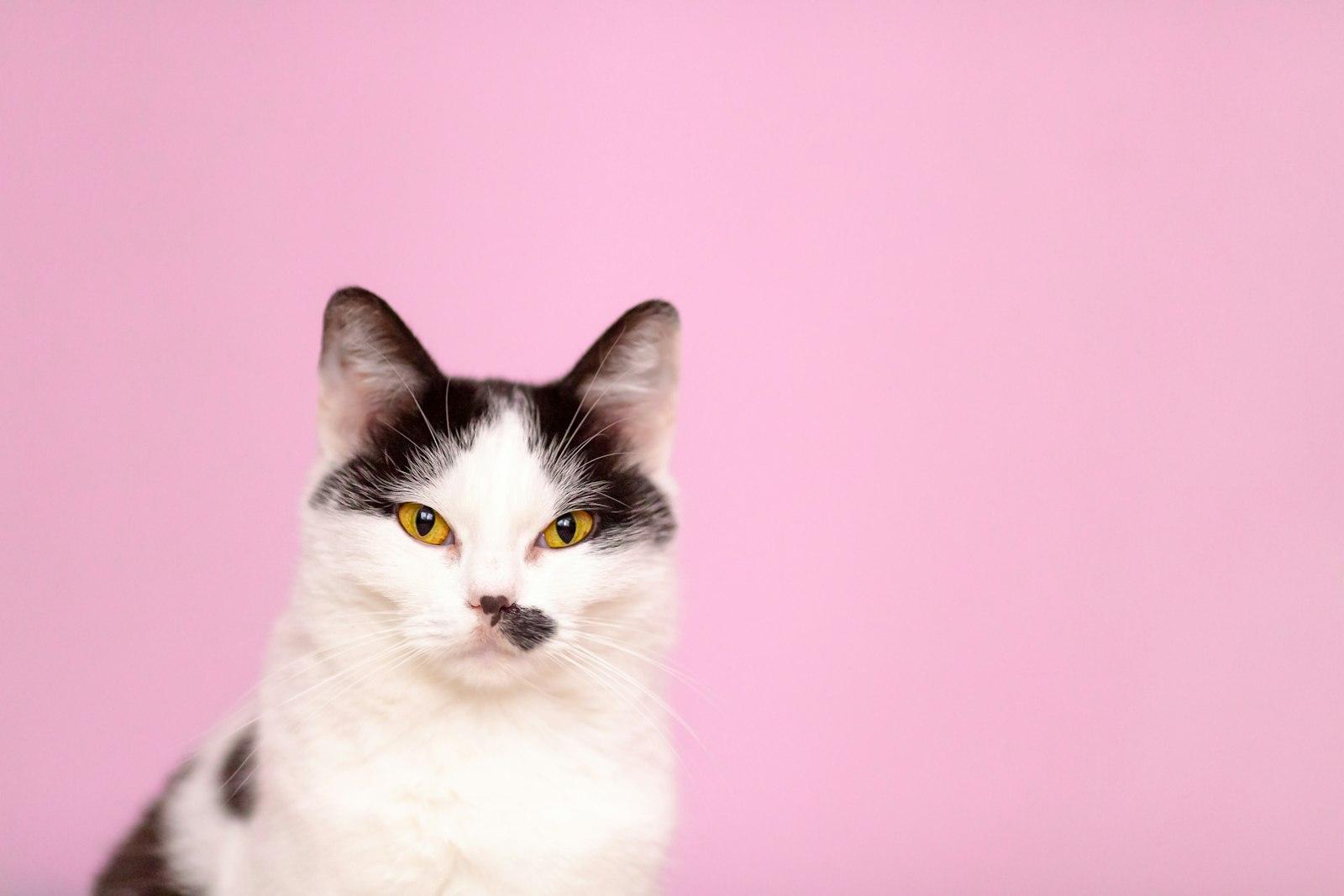 Cat On A Pink Background jigsaw puzzle preview