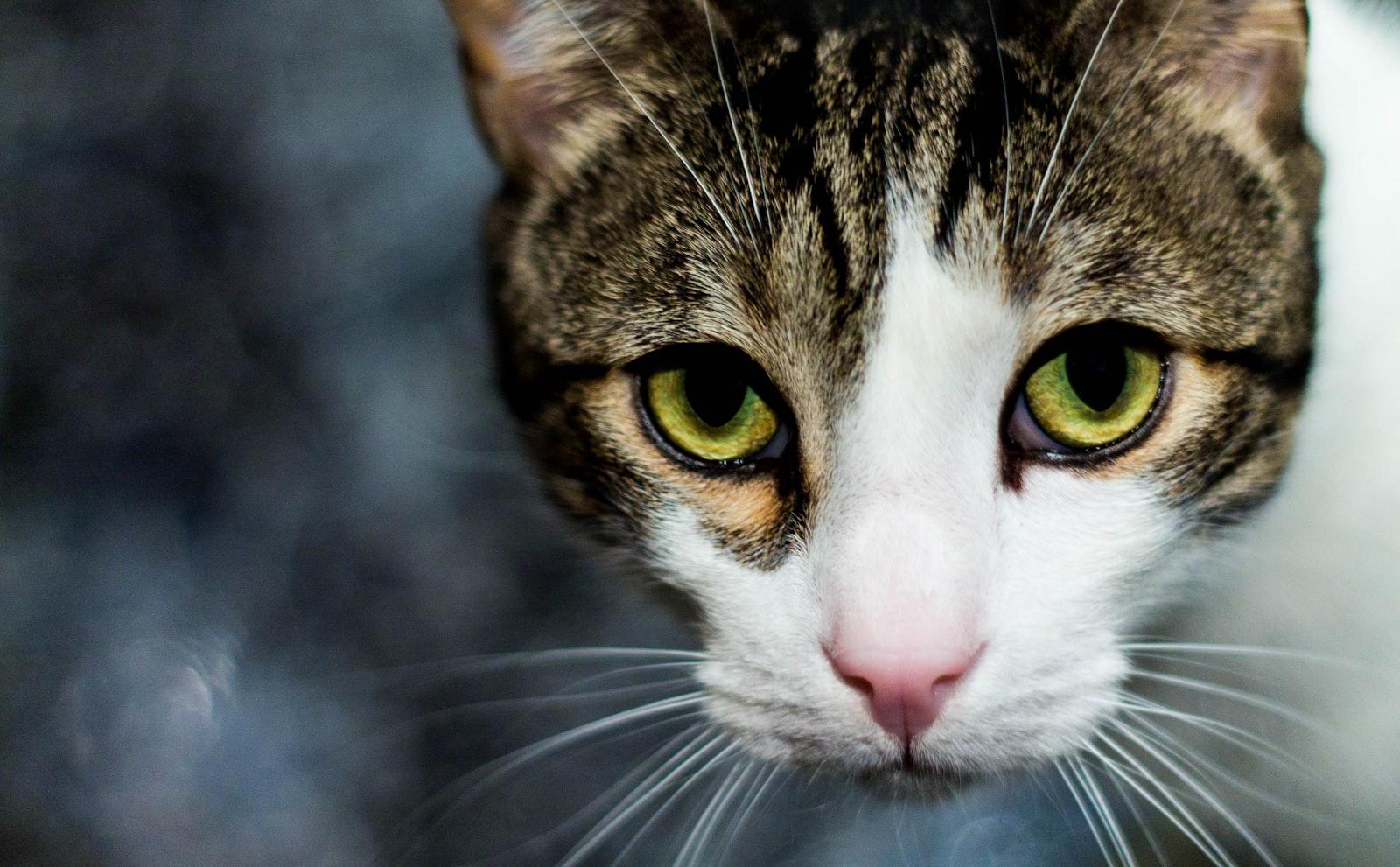 Cat Portrait jigsaw puzzle preview