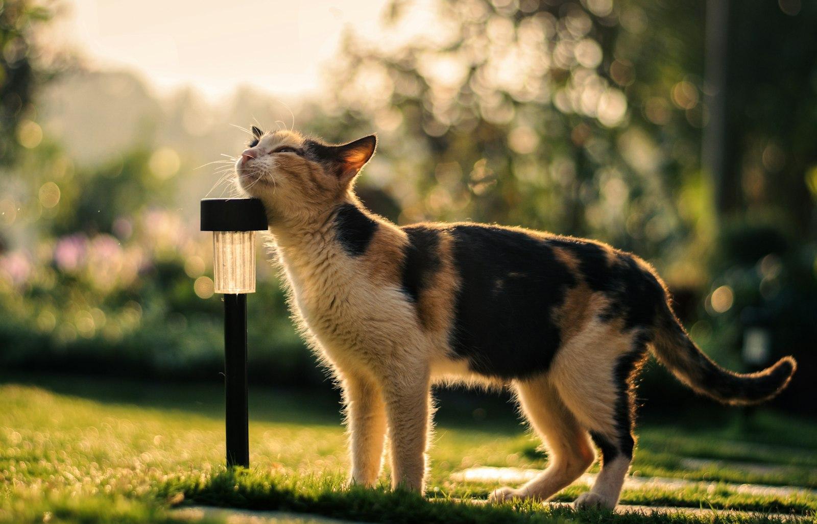 Cat Showered In Sunlight jigsaw puzzle preview